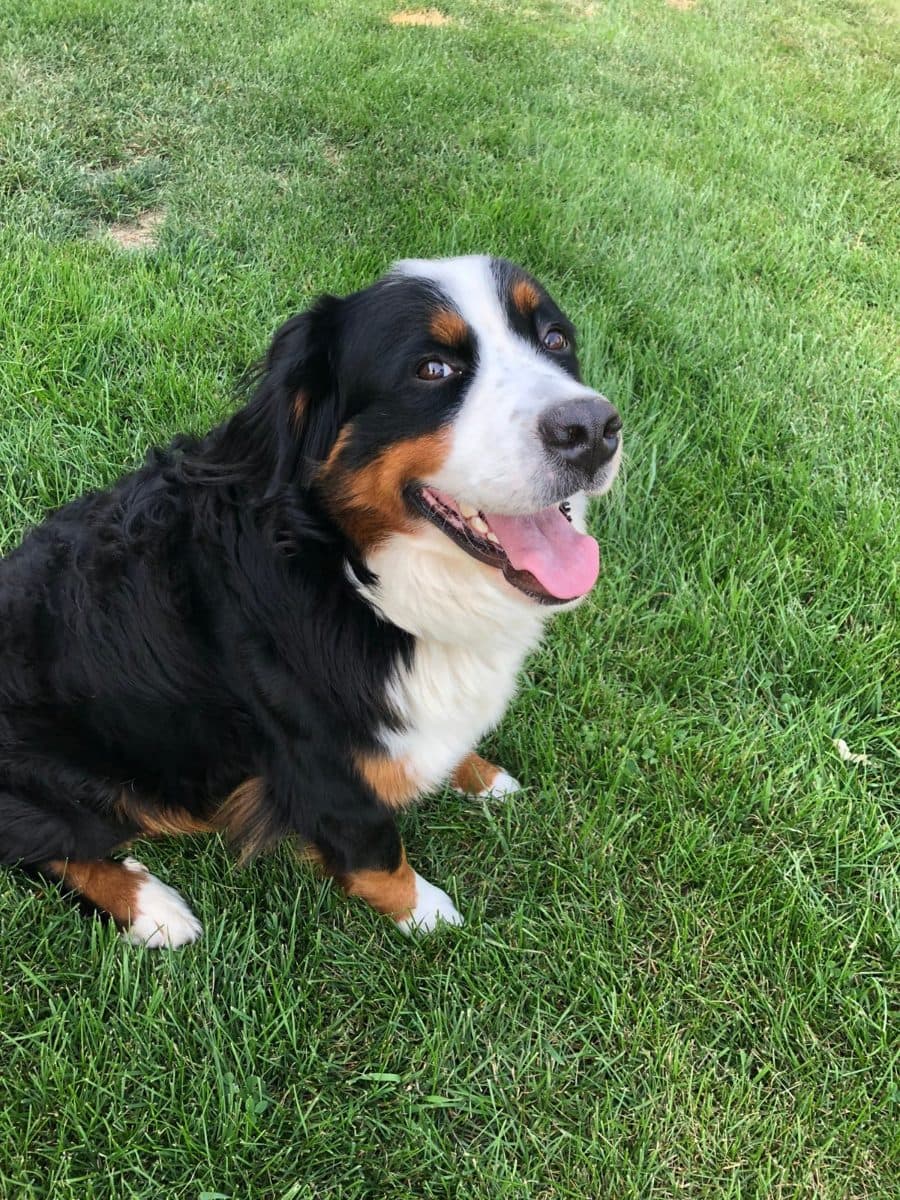 A photo of a black, white and rust Bernese mountain dog sitting on grass