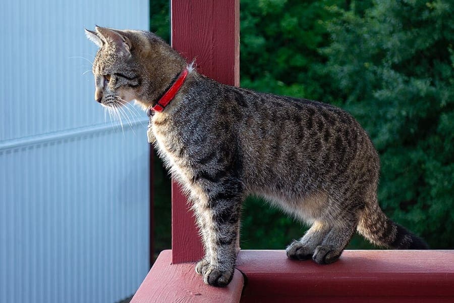 A photo of a brown tabby cat on a red railing